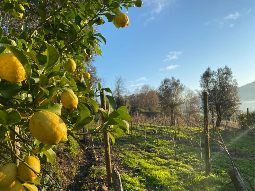 Вілла Quinta Da Aranha Аркуш-де-Валдевеш Екстер'єр фото